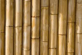 Bamboo