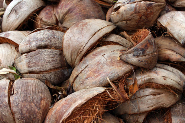 Coconut shell